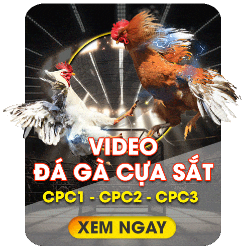 da ga cua sat bj66